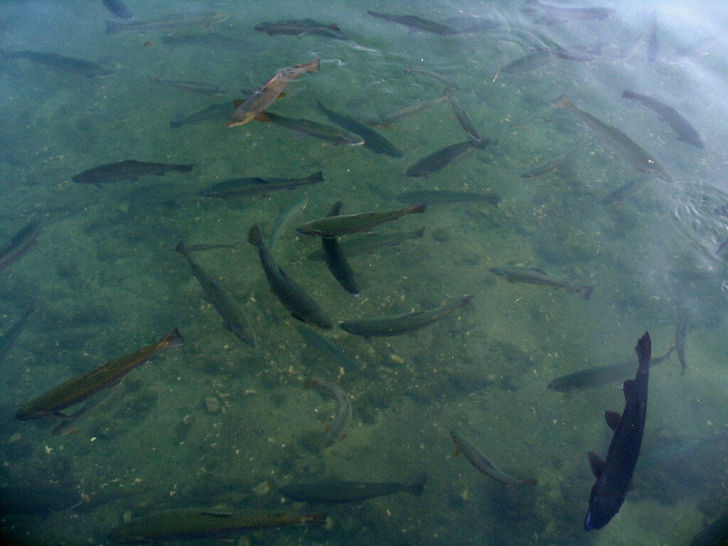 fish swimming in a fish farm
